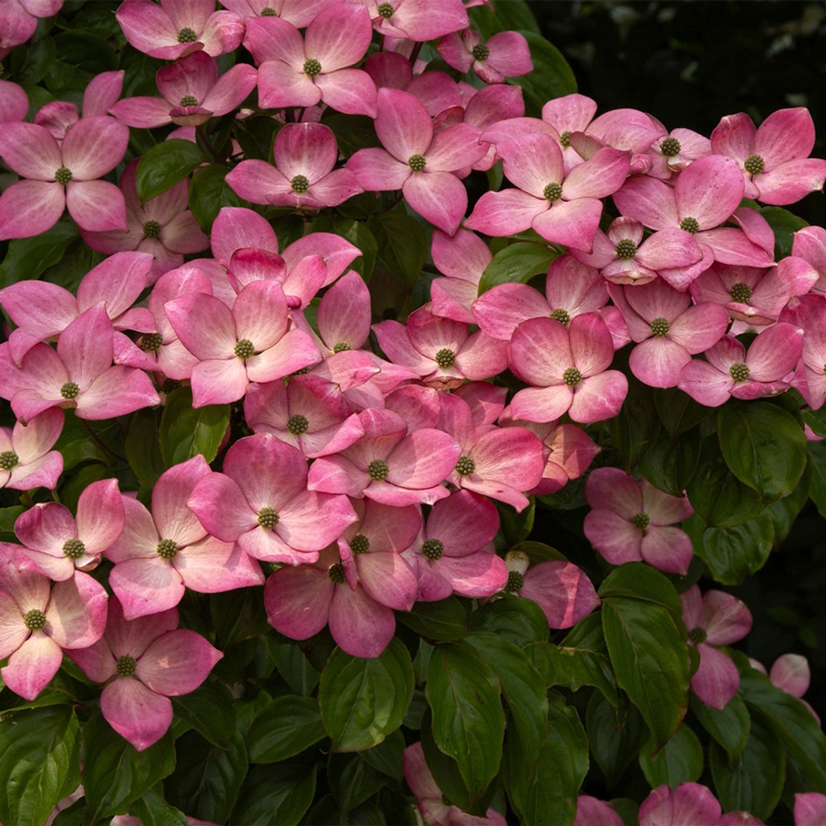 Cornus Kousa 'Satomi' Circa 100-120cm Tall