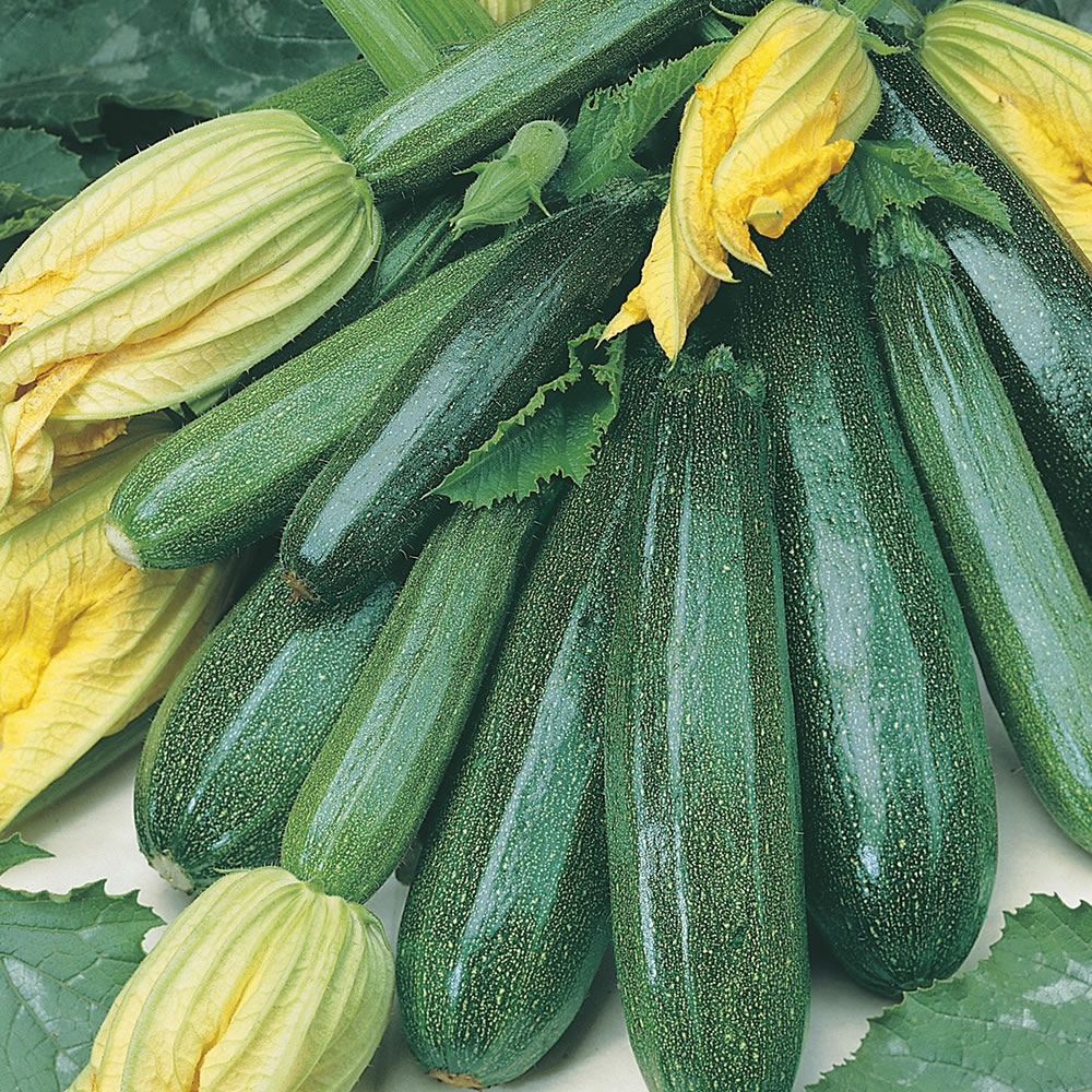 Courgette 'Early Gem'