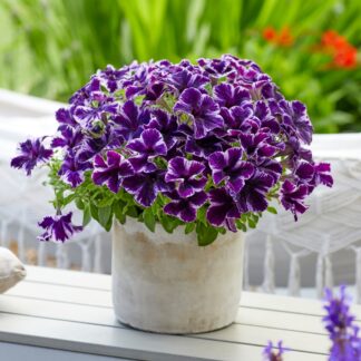 Petunia Cosmic Violet in Bud And Bloom
