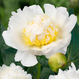 Paeonia Lactiflora Bridal Icing - Peony