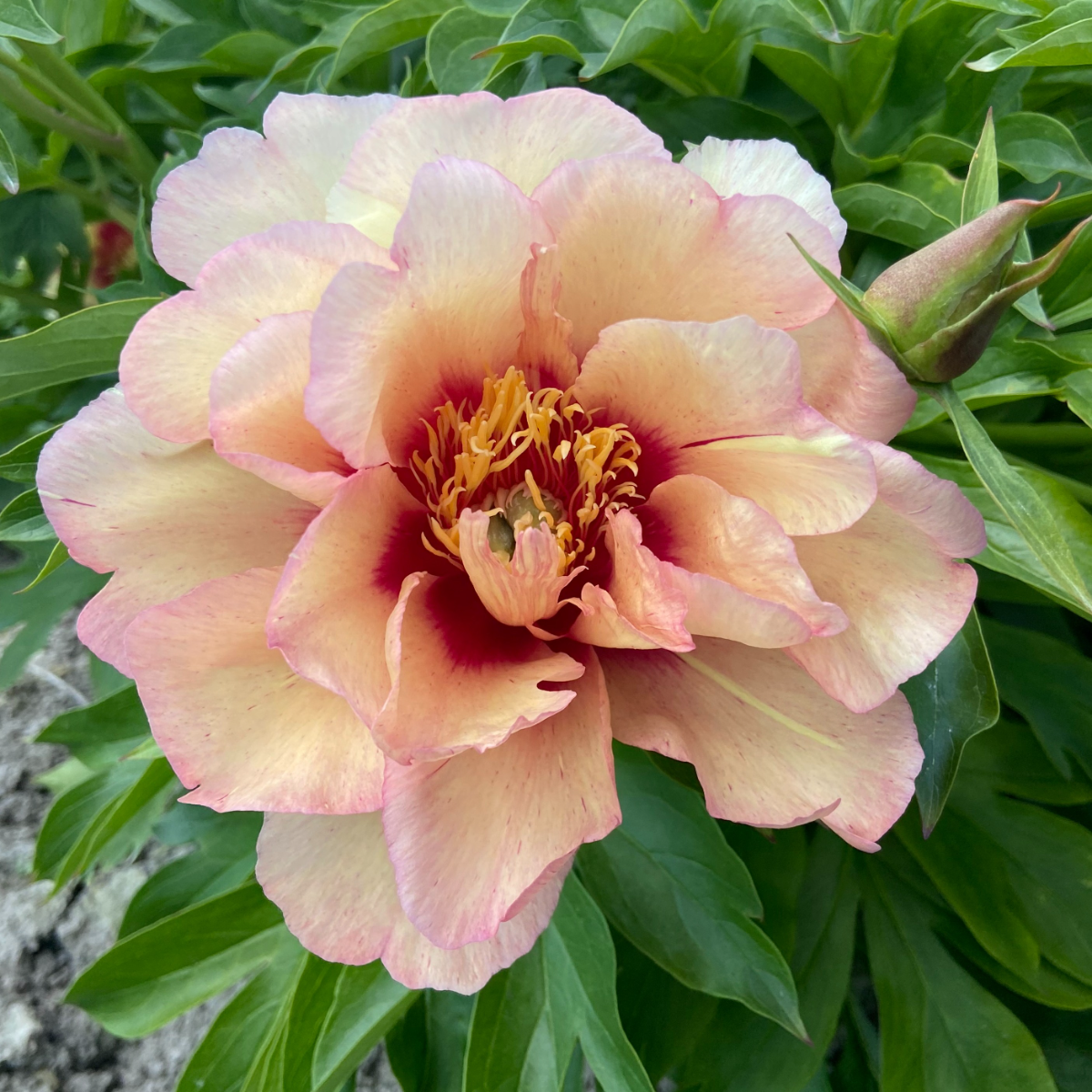 Paeonia Andersons Kaleidoscope
