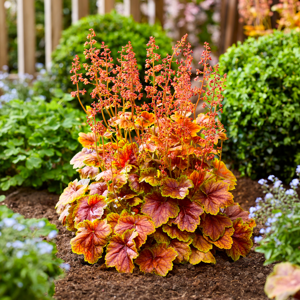 Heuchera Eternal Flame