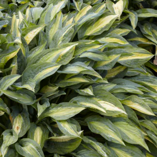 Large Hosta 'Stained Glass' - Plantain Lily