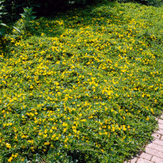Lysimachia Nummularia 'Aurea' - Golden Creeping Jenny
