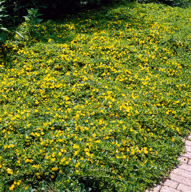 Lysimachia Nummularia 'Aurea' - Golden Creeping Jenny