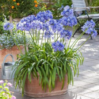 Agapanthus 'Crystal Blue' - Lily of The Nile - in Bud & Bloom
