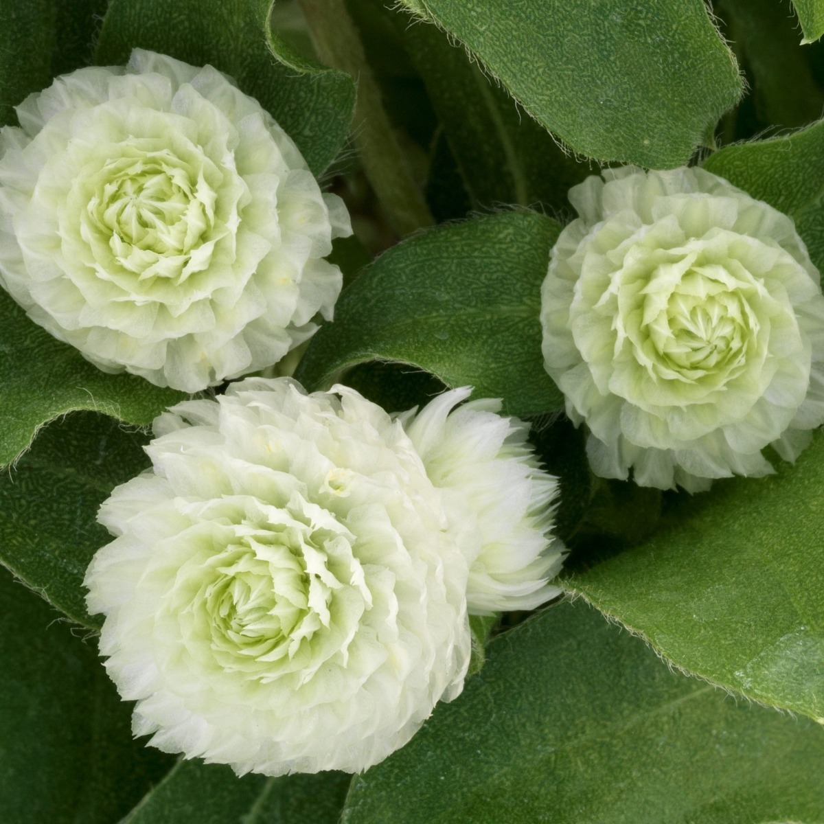 Gomphrena Globosa - Globe Amaranth