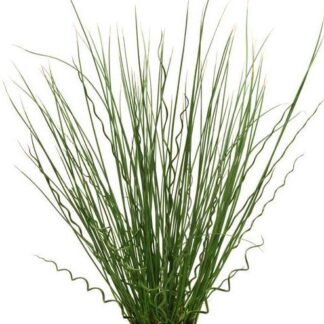 Juncus 'Twisted Arrows'