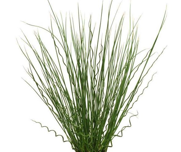 Juncus 'Twisted Arrows'