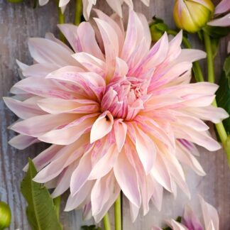 Dahlia Cafe De Paris