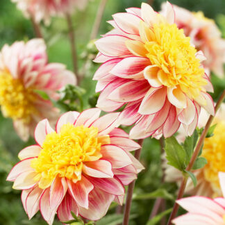 Dahlia Polka - Extra Special Variety