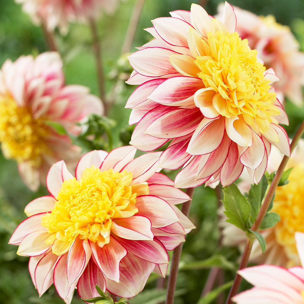 Dahlia Polka - Extra Special Variety