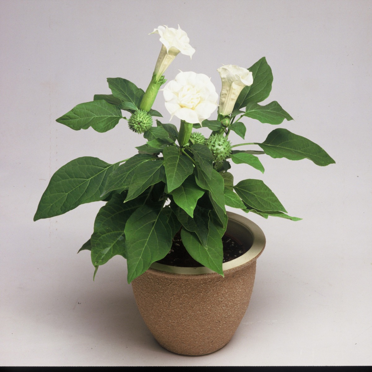 Datura 'Ballerina White' - Thorn Apple