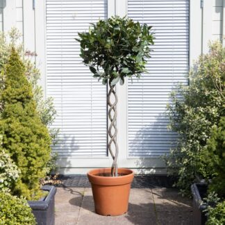 Double Helix Twisted Spiral Stem Standard Topiary Bay Tree - Statement Plant