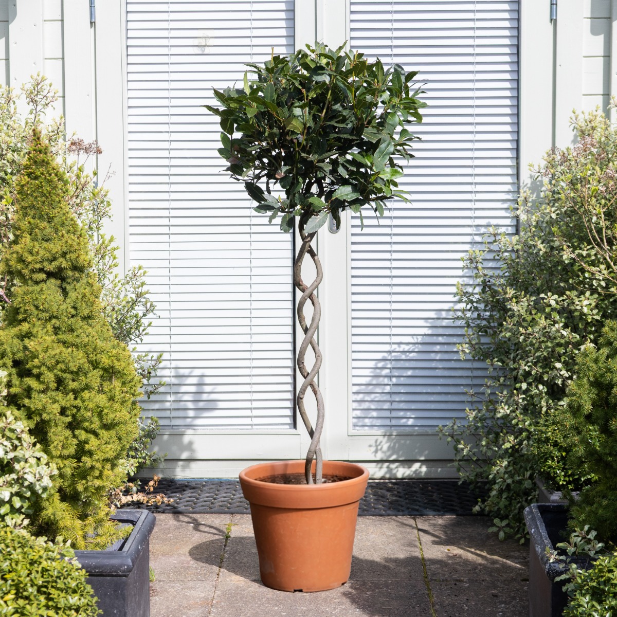 Double Helix Twisted Spiral Stem Standard Topiary Bay Tree - Statement Plant