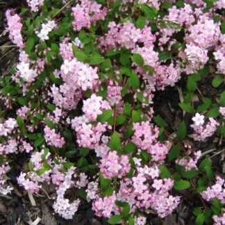 Deutzia × Elegantissima 'Rosealind'