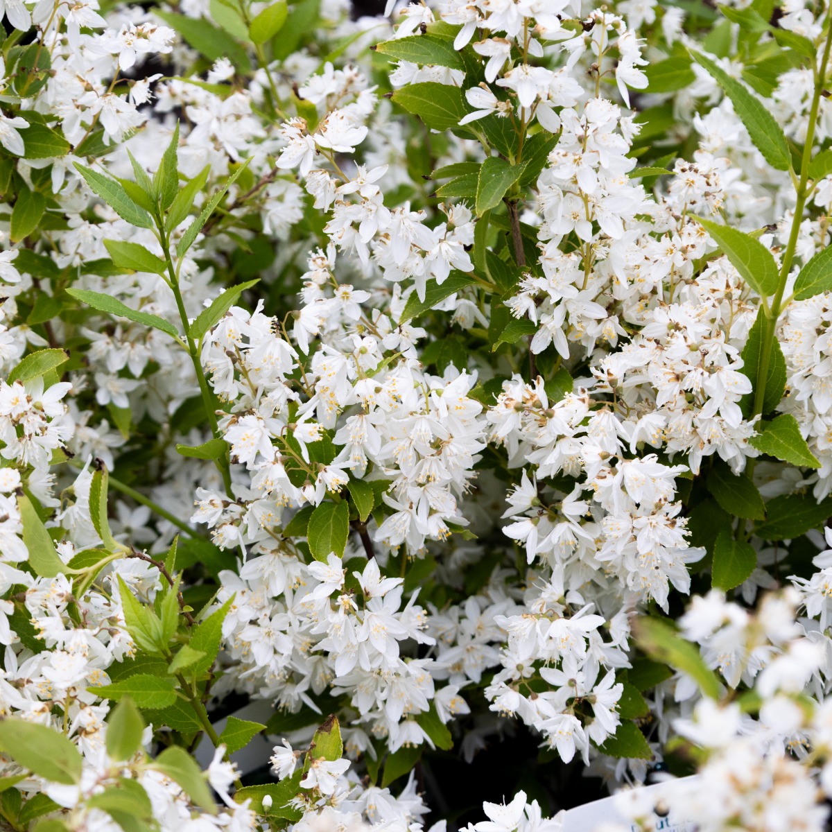 Deutzia Gracilis Nikko - White Deutzia