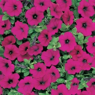 Petunia Hybrida Wave Purple Classic