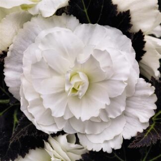 Begonia Tuberous Nonstop Mocca White - in Bud & Bloom