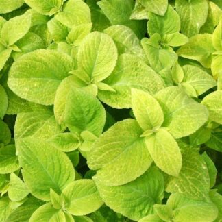 Coleus 'Wizard Golden' - Solenostemon Plant