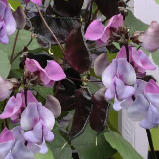Hyacinth Bean 'Ruby Moon' - Lablab (Dolichos) Purpureus