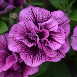 Petunia Double Cascade Plum Vein