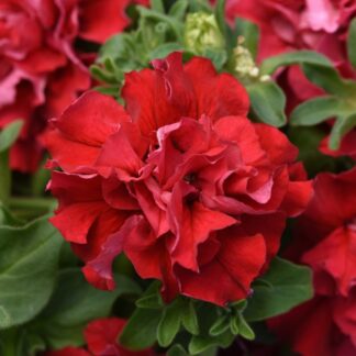 Petunia Grandflora Double Cascade Valentine