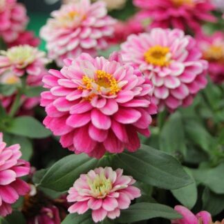 Zinnia Zahara - Double Raspberry Ripple