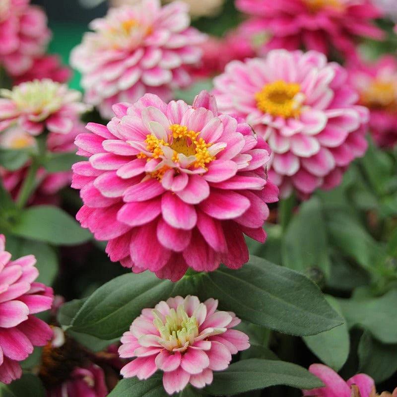 Zinnia Zahara - Double Raspberry Ripple