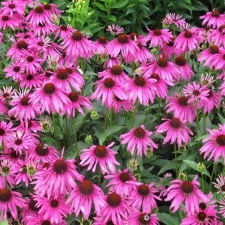 Echinacea Purpurea Rubinstern - Purple Cone Flower Plants