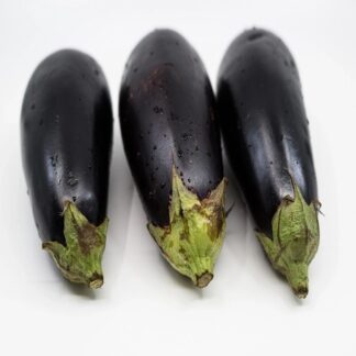 Aubergine Plant 'Black Beauty'