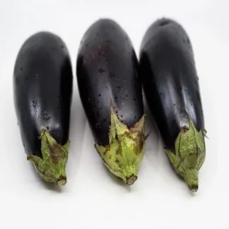 Aubergine Plant 'Black Beauty'
