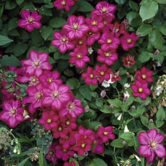 Clematis 'Ville De Lyon'