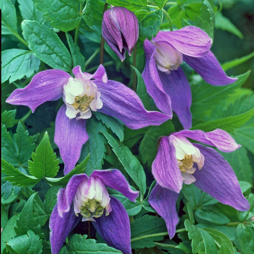 Clematis 'Frances Rivis'