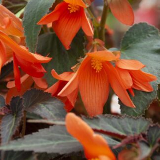 Begonia Bossa Nova Night Fever Papaya - in Bud & Bloom