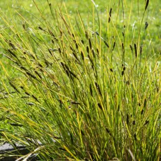 Carex Comans 'Phoenix Green'