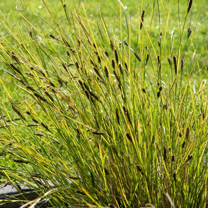 Carex Comans 'Phoenix Green'