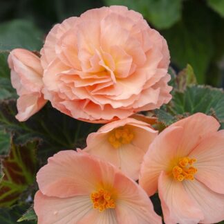 Begonia Fortune Pink - in Bud & Bloom