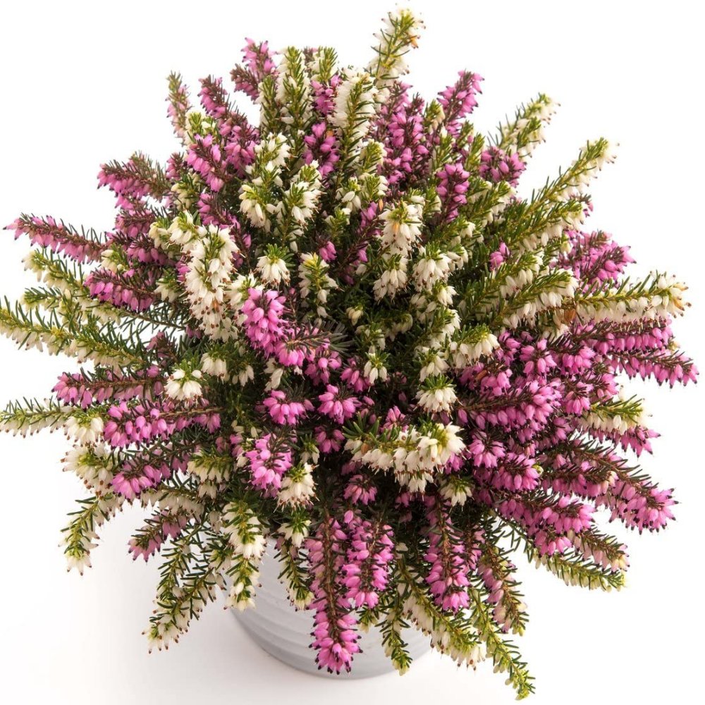 Twin Erica Darleyensis White And Red Large Duo Winter Flowering Heather - in Bud & Bloom