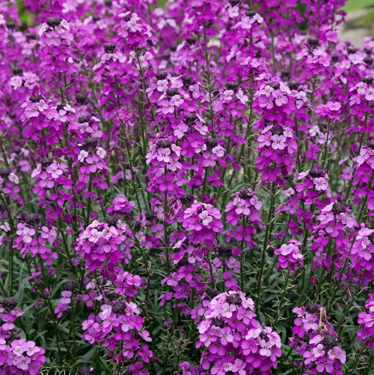 Erysimum Bowles Mauve - Perennial Wallflower - Pack of Three