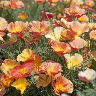 Eschscholzia Californica 'Thai Silk Apricot Chiffon' - California Poppy