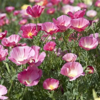 Eschscholzia Californica Bush Rose - California Poppy