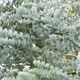 Eucalyptus Websteriana 'Botanic Hearts'