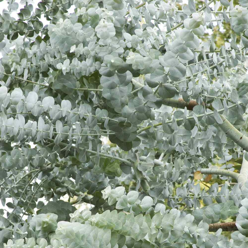Eucalyptus Websteriana 'Botanic Hearts'
