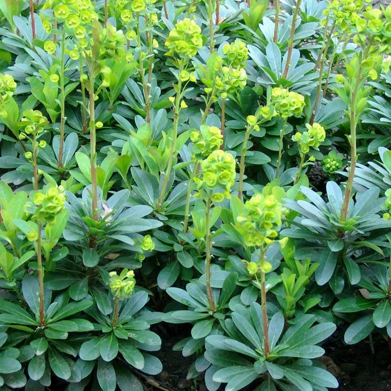 Euphorbia Robbiae