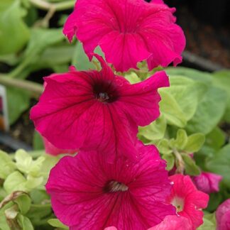 Petunia Ultra Plum