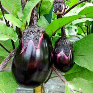Aubergine Plant 'Italian Violette Di Firenze'