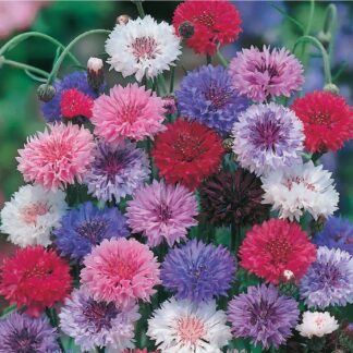Cornflower Plant - Centaurea Cyanus Ball Formula Mix - Cornflower