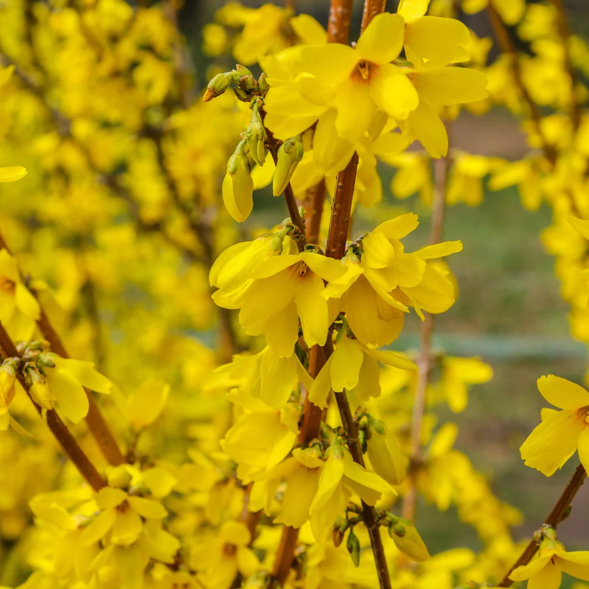 Forsythia x Intermedia 'Spectabilis'