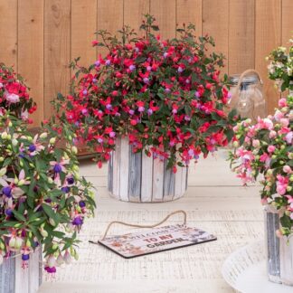 Fuchsia  Ballerinas - in Bud And Bloom